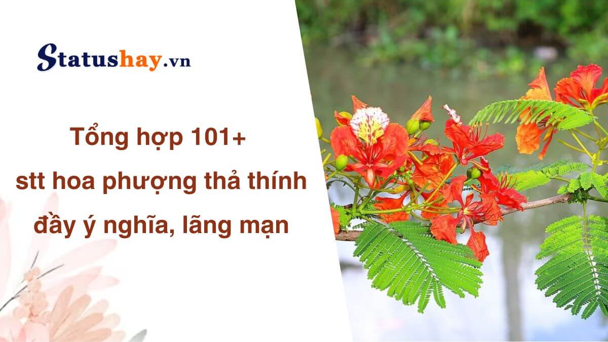 Stt hoa phượng thả thính