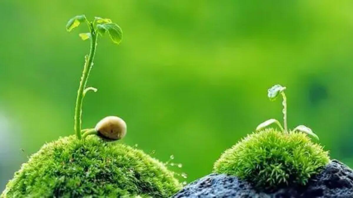 Các mẫu cap, stt cuộc sống an nhiên sẽ giúp bạn tìm thấy khoảng lặng trong tâm hồn mình